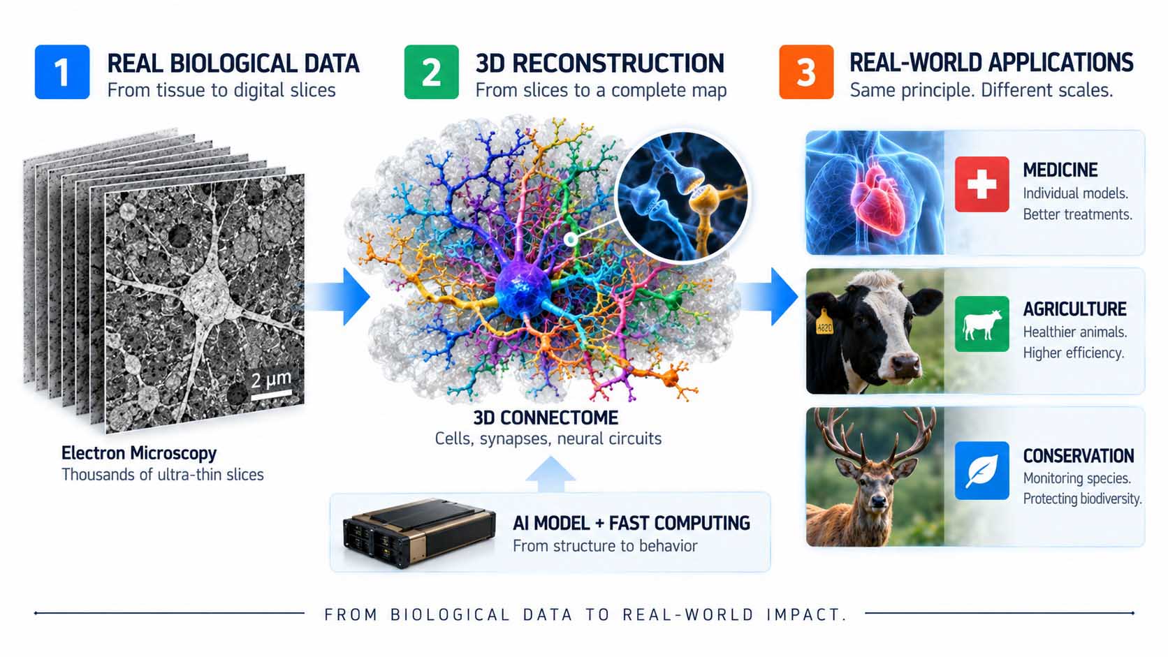 Three-part process graphic, first a tissue layer under an electron microscope, second the reconstructed 3D wiring map derived from it, third three small icons for medicine, livestock farming, and conservation as application fields